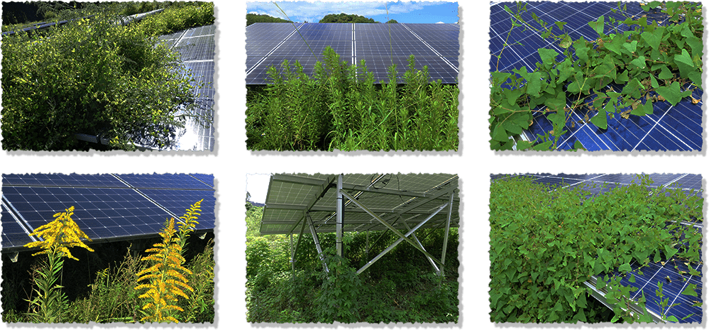 太陽光の周りに雑草が生えている写真