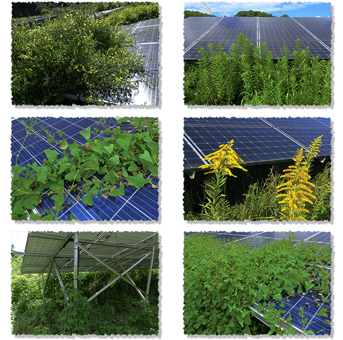 太陽光の周りに雑草が生えている写真